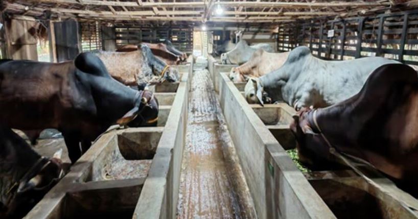Jashore prepares 117,997 animals for Eid-ul-Azha