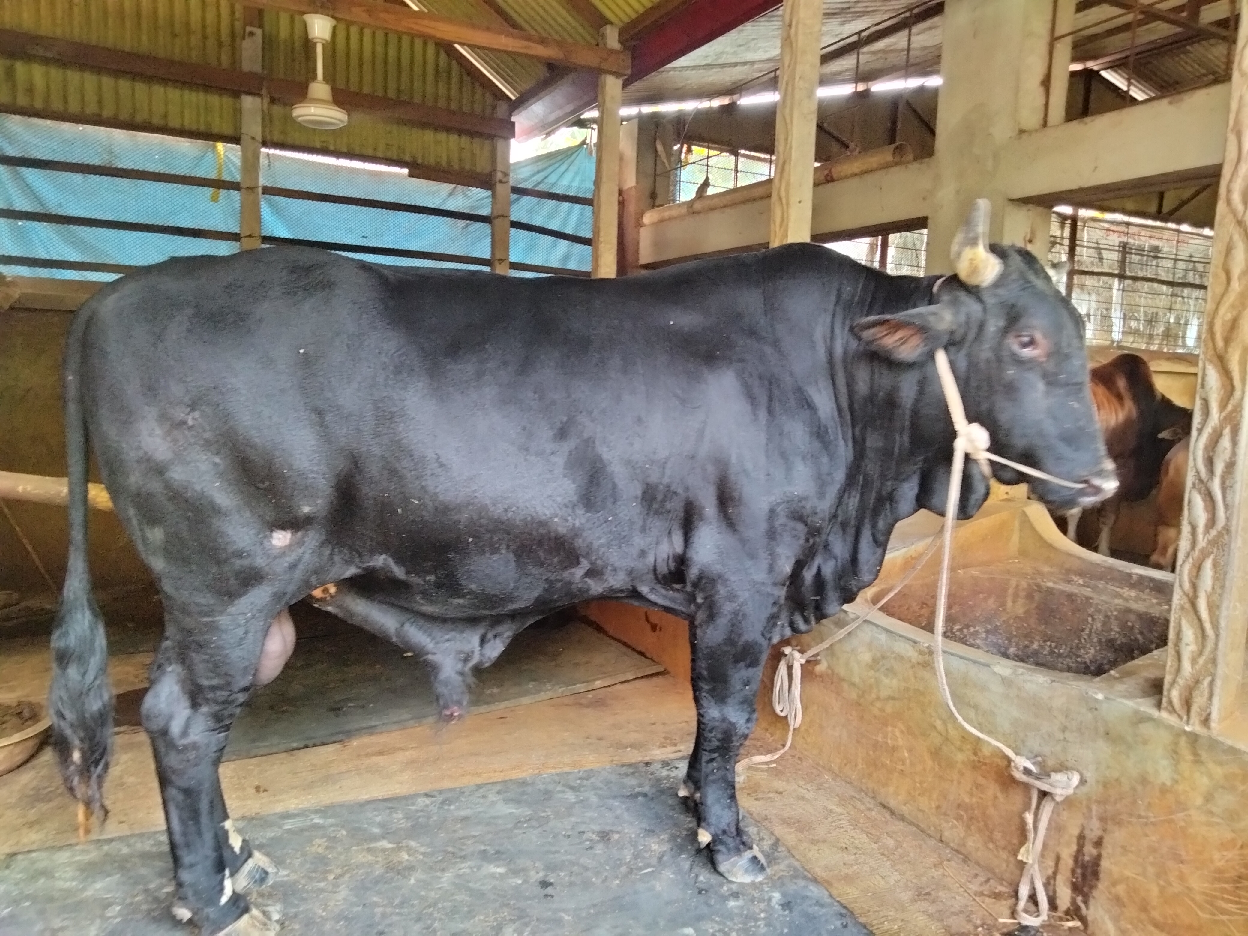 27-mound bull ‘Rajababu’ becomes Eid market sensation in Tangail