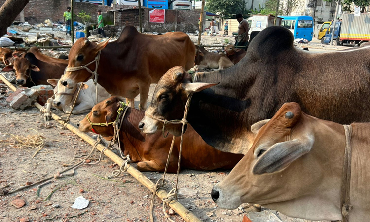 Govt completes nationwide preparations for Eid-ul-Azha cattle markets