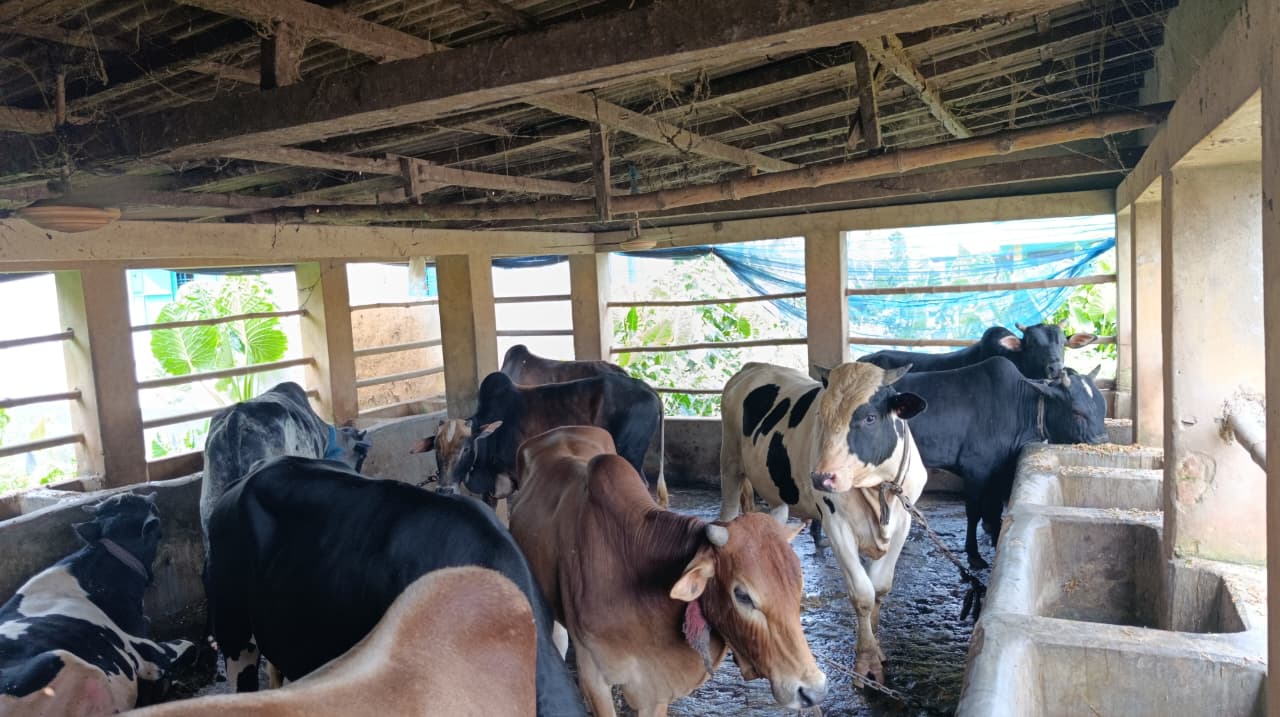 Satkhira prepares 120,000 sacrificial animals ahead of Eid