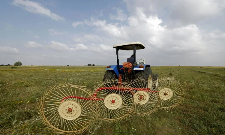 Morocco farmers saw hope in rain, but Mideast war inflates production costs