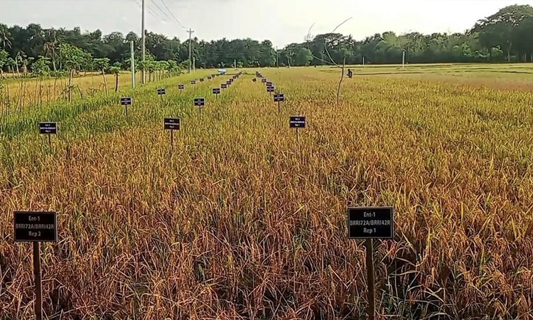 Khulna technology village showcases 58 rice varieties on single field