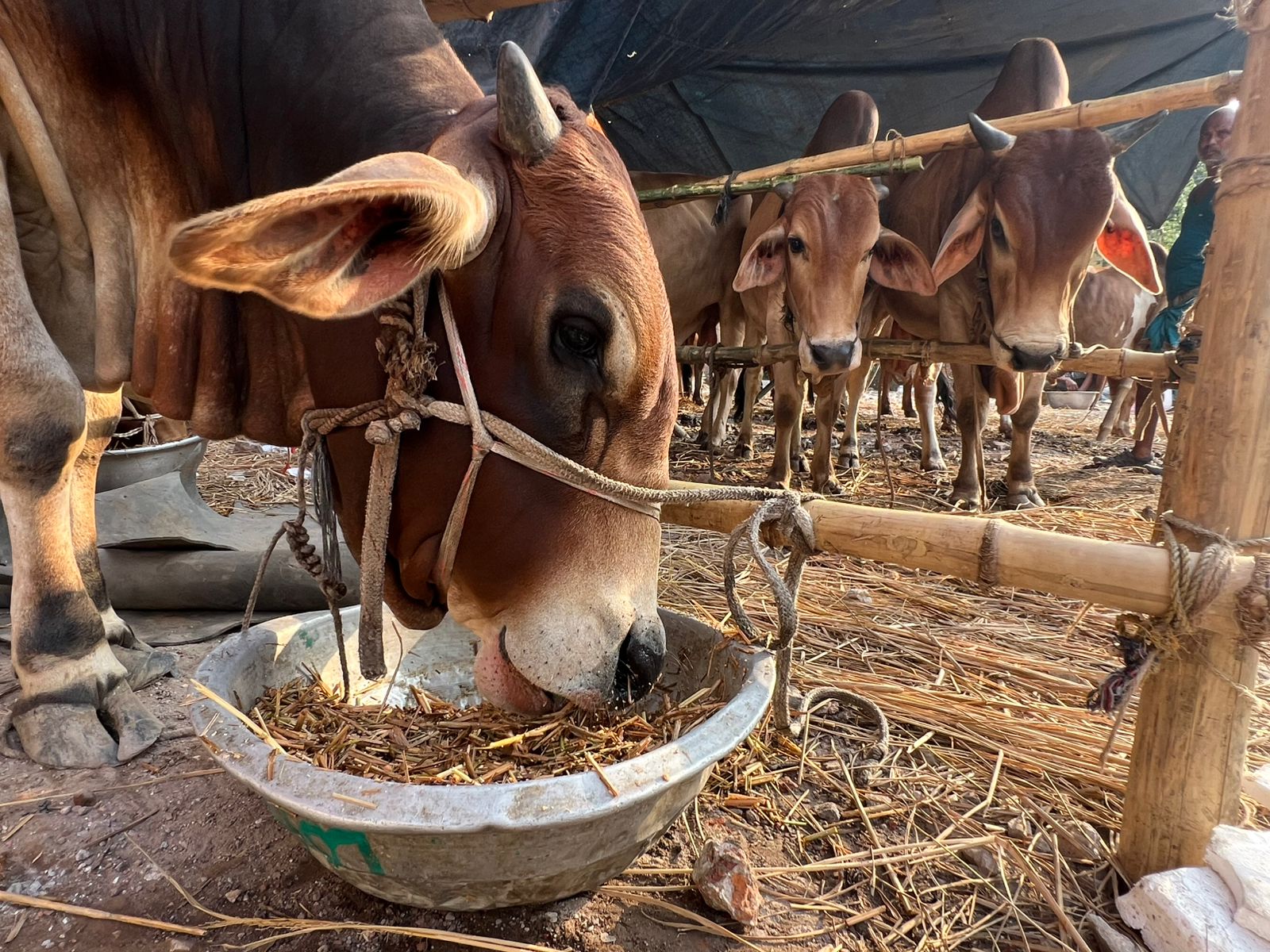KCC fixes 140 spots for sacrificial animal slaughtering 