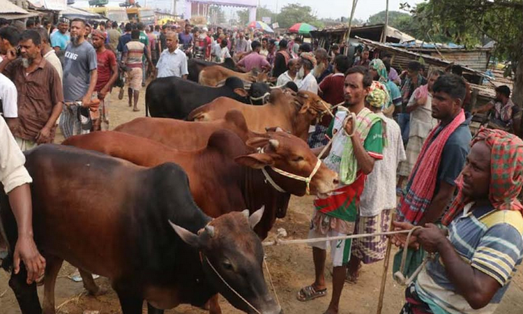 Cattle buyers preferring farms animals than markets in Rajshahi