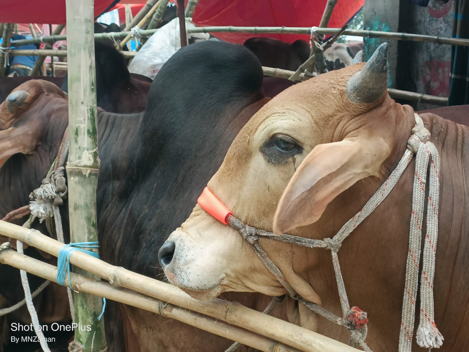 Ctg cattle markets abuzz with buyers as two days left for Eid