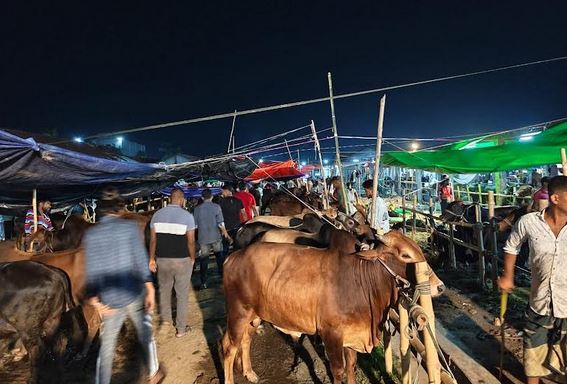Khulna cattle markets surge with massive livestock supply before Eid-ul-Azha