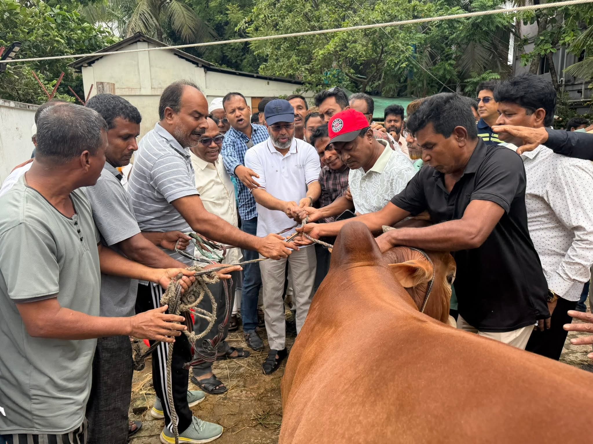 BNP leader distributes cows for sacrificial blessing in Mongla's 9 wards
