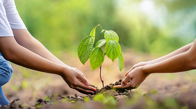 Tree plantation stressed to protect environment, combat climate change