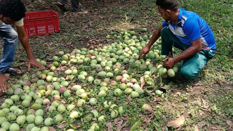 Rajshahi markets yet to buzz with newly harvested mangoes