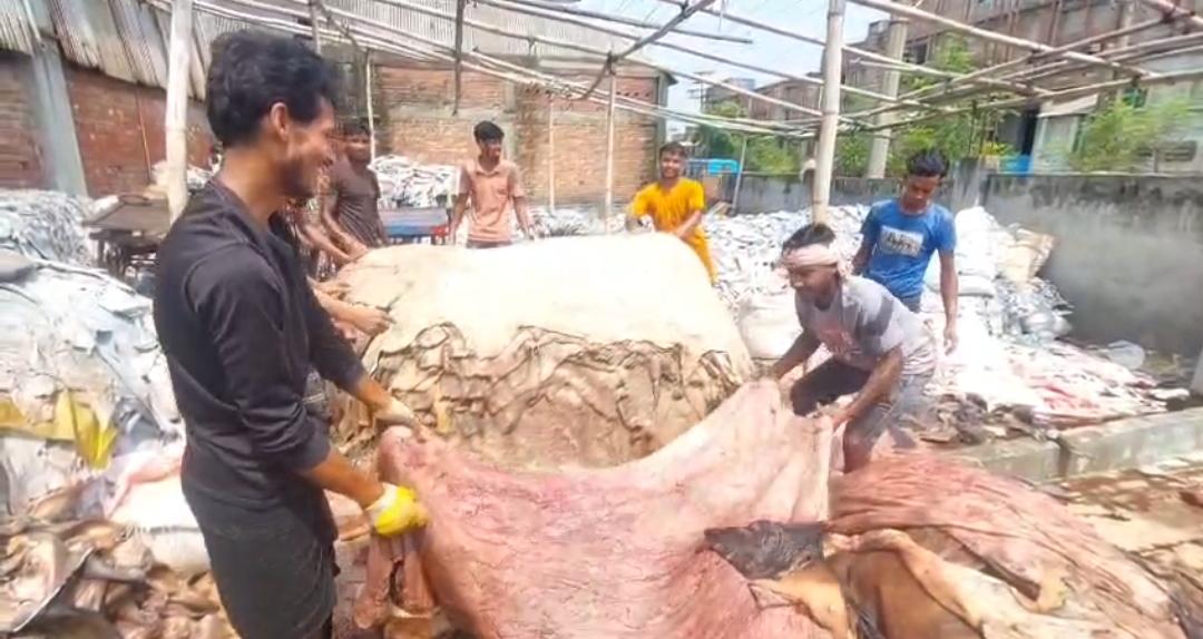 563,690 rawhides enter Savar tanneries by sixth day of Eid