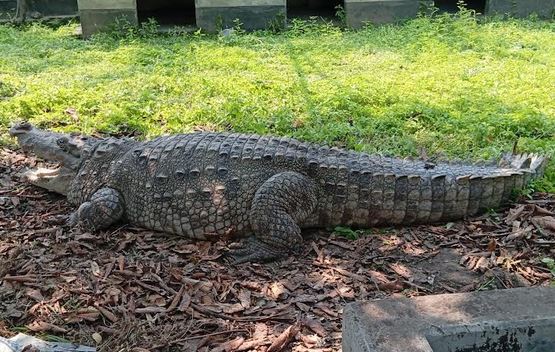 Crocodile of Khanjahan Ali shrine shifted to wildlife center