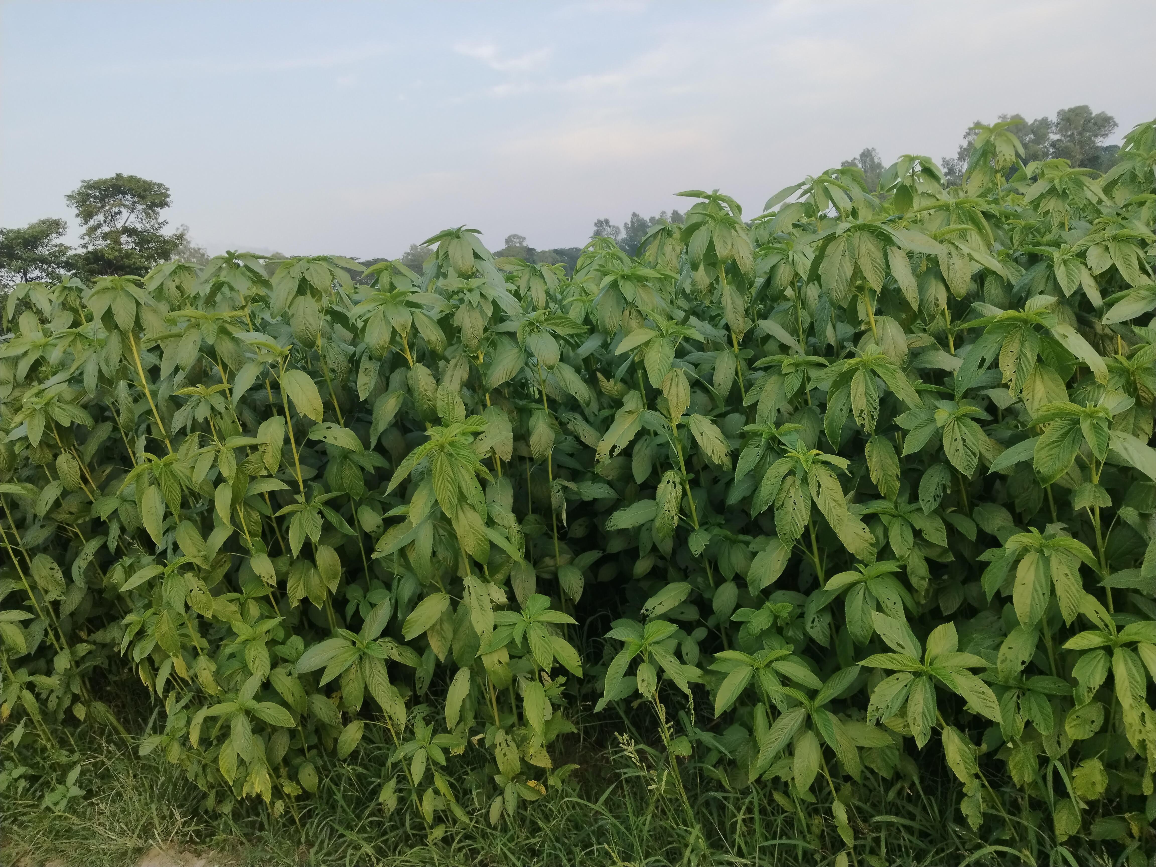 Jute cultivation exceeded the target in Manikganj 