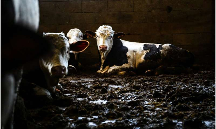 US reports second case of dangerous livestock pest