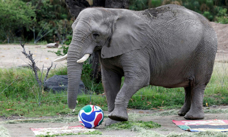 'It's clear who won!': Mexican zoo residents hedge World Cup bets