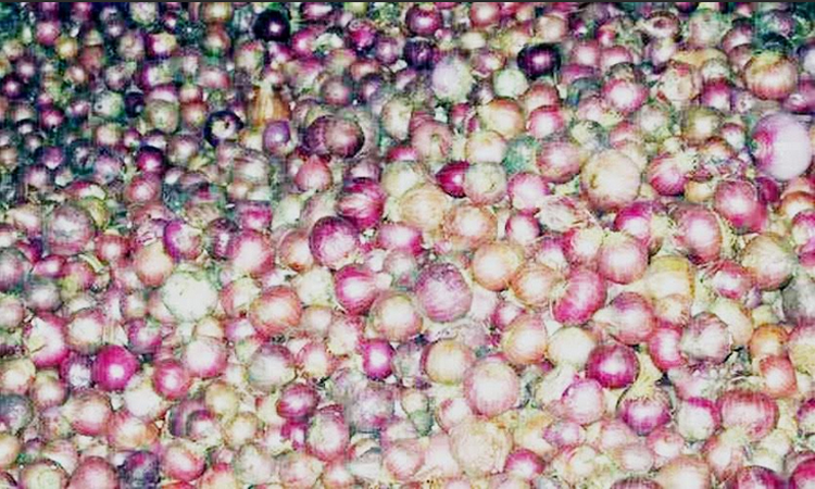 Rangpur farmers produce record 1,43,666 tonnes of onions