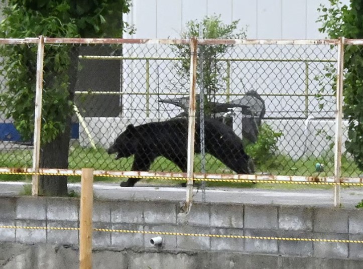 Mass school closures in Japan city as bear roams streets