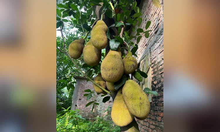 Jackfruit cultivation to boost nutrition and economic development in Patuakhali