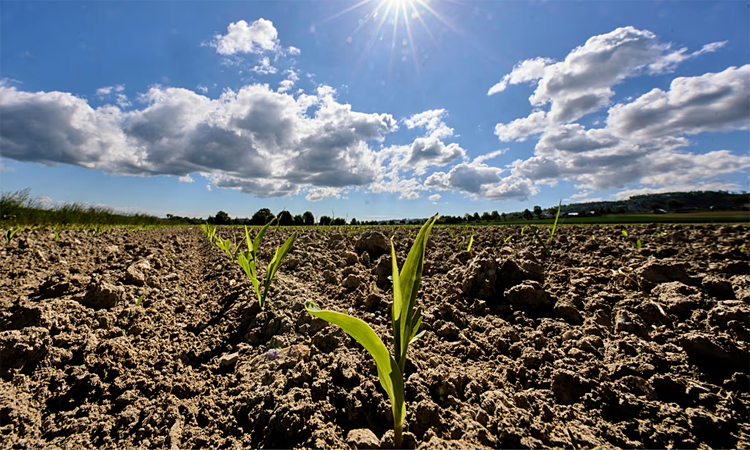 World sees second hottest May as Europe faces 'new normal': EU monitor