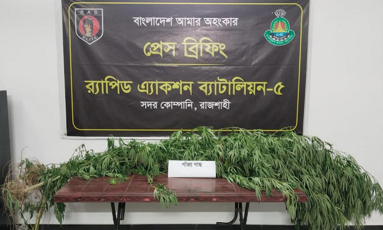 Cannabis cultivation found in betel leaf garden in Puthia; one held