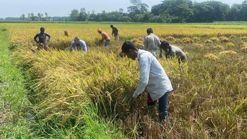 Farmers cultivate Boro on 24,617 hectares, exceeding target in Munshiganj