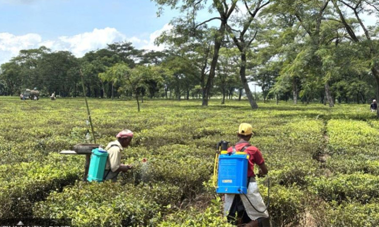 Nepal tea factories halt after India testing rules