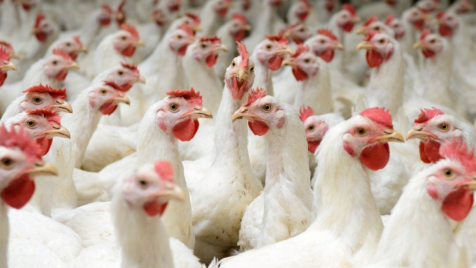 Commercial poultry farms must register under national poultry dev policy