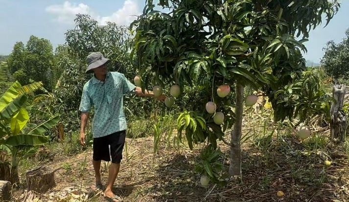 35 varieties of hill-grown mangoes eye global market; entrepreneurs seek govt support