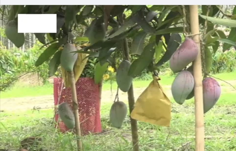 One tree, 10 varieties of mangoes draws curious crowds in Barishal 