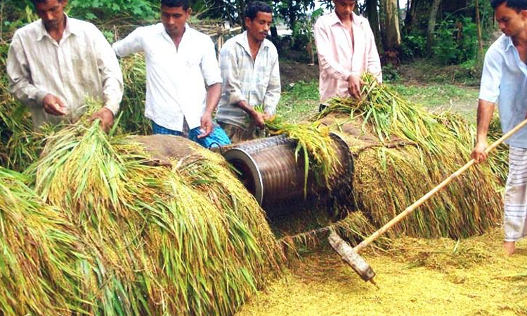 Record 23.09-lakh tonnes of clean Boro rice produced in Rangpur region