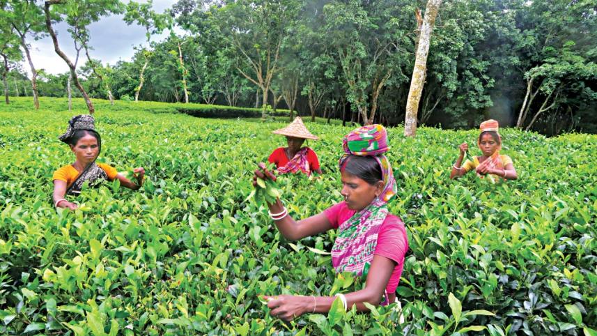 Top tea gardens, institutions honoured on National Tea Day