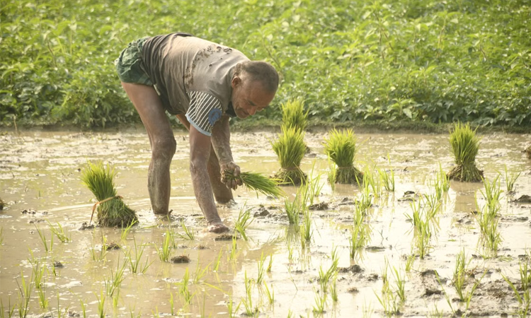 Smart agri initiative boosts salinity-resilient rice cultivation in Dumki