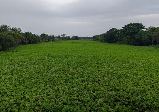 Fish sanctuaries boost native fish populations in Dumuria