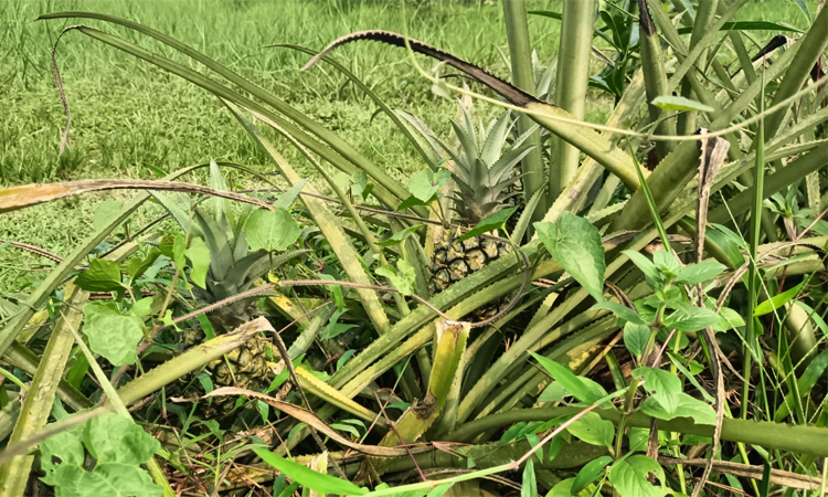 Bumper pineapple production in Sunamganj's Hasaura