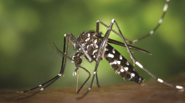Nationwide physician training launched to strengthen dengue response, reduce  fatalities