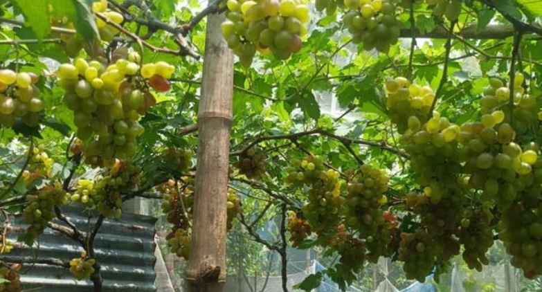 Sweet grapes in Barendra's arid soil: new prospects for commercial cultivation