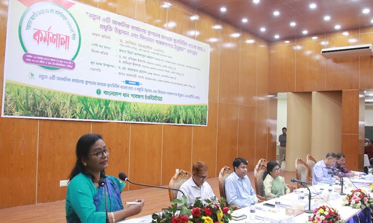 BRRI develops 3 paddy varieties thru LSTD project