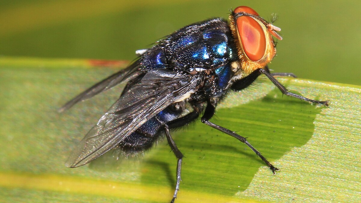Mexico, US launch plant producing flies to fight cattle parasite