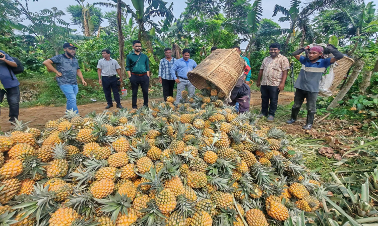 Madhupur farmers turn to chemical-free pineapple to restore its lost glory