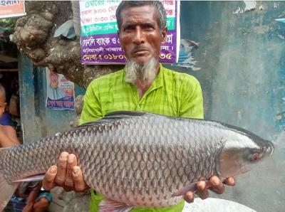 Fish sanctuary boosts stocks as large fish return to Bhodra River