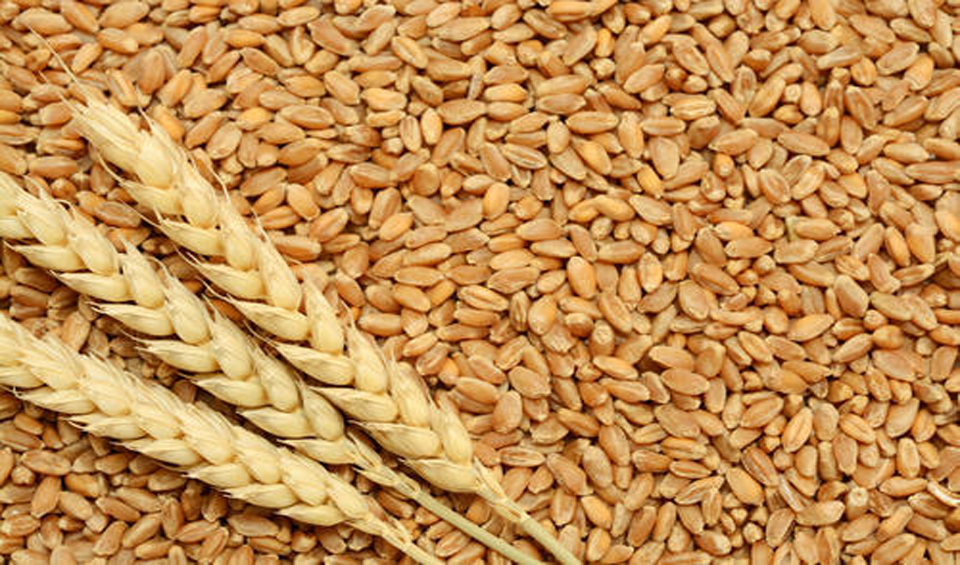 CCGP approves import of 2.70 lakh MTs of wheat