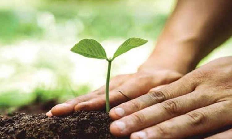 ‘Tree Monitoring App’ to ensure digital tracking, survival of nationwide afforestation drive 