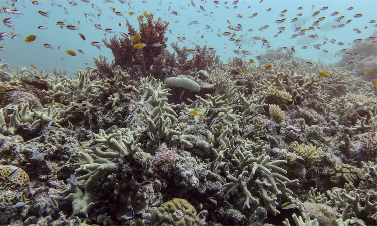 Australia's Great Barrier Reef avoids 'in danger' listing