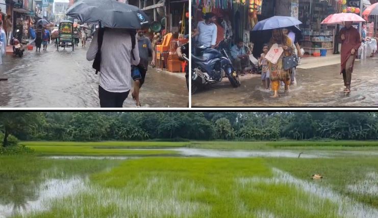 Low-lying areas flooded, Aman seedbeds under threat in Jhalakathi