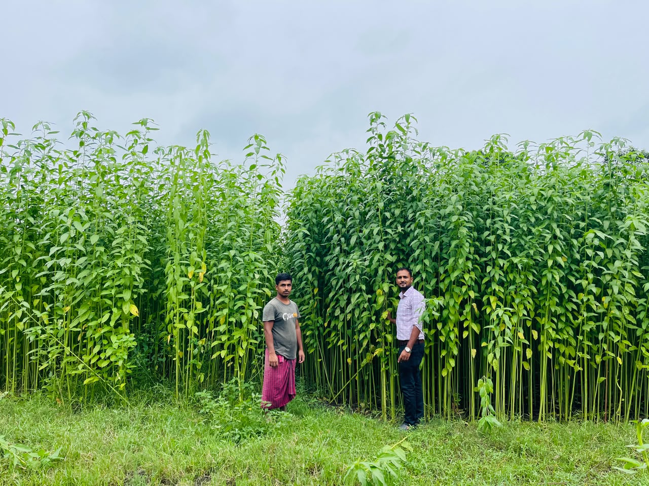 Farmers exceed jute cultivation target in Khulna region
