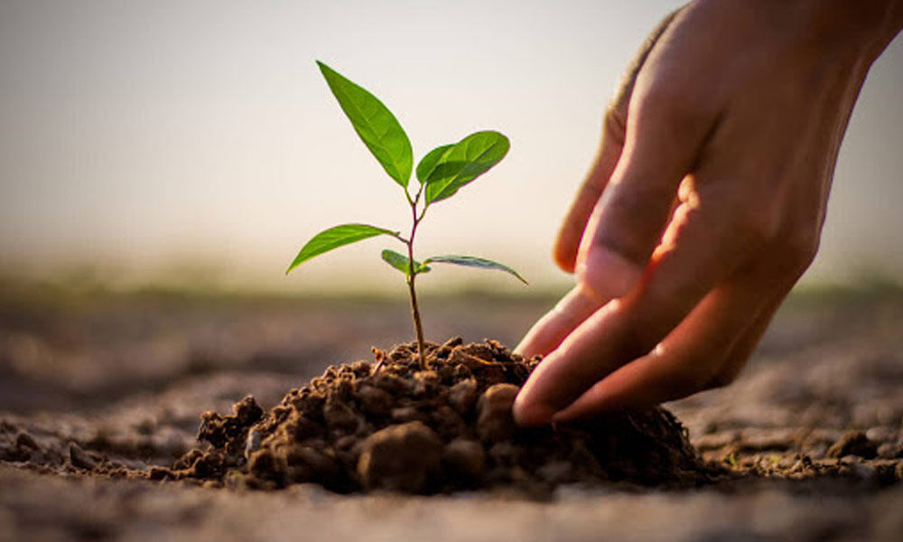 “Green School” initiative to launch with plantation of 200,000 trees