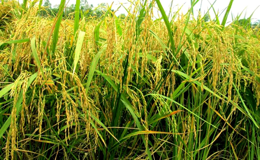 Rangpur farmers eyeing excellent Aush rice yield as harvest continues