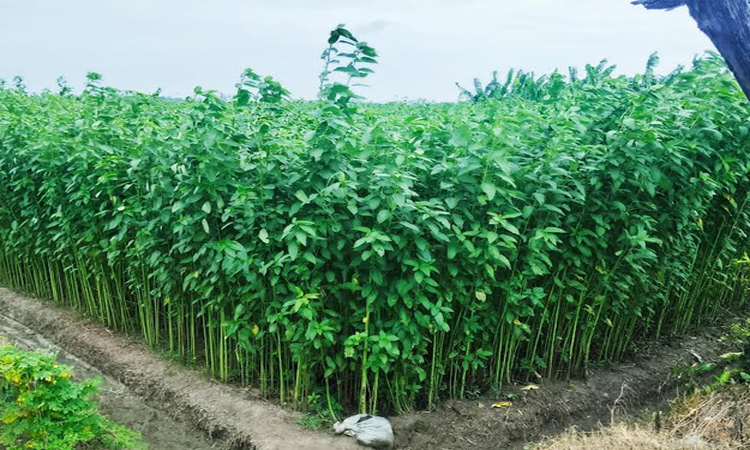 Jute cultivation exceeds target with new potential in Rajshahi