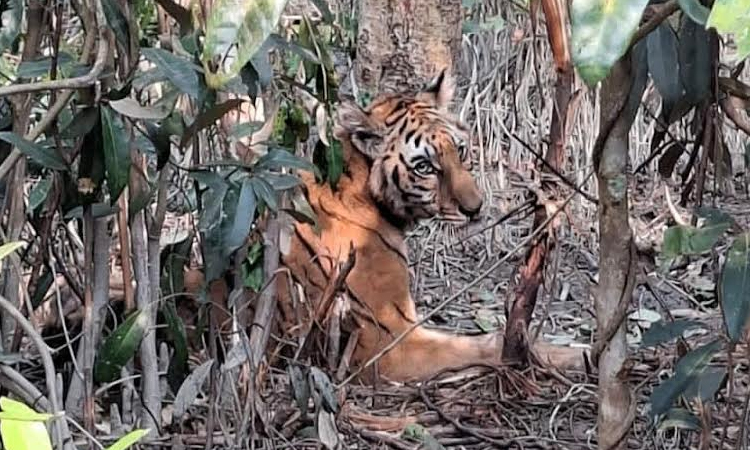 Tigress to return to Sundarbans Sunday, 20 cameras to monitor movement
