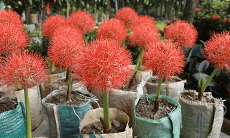 Khulna to host month-long tree fair from July 11