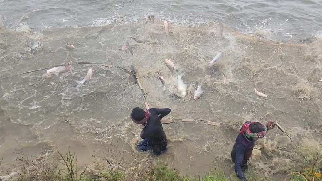 Rajshahi fish farming booms as daily sales top Tk 20 crore